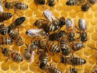 W czym może pomóc mleczko pszczele?