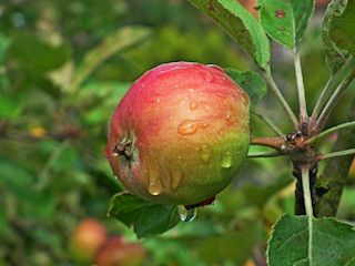 Figura typu „jabłko”